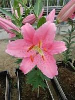 [4538 VH14 No02.JPG]